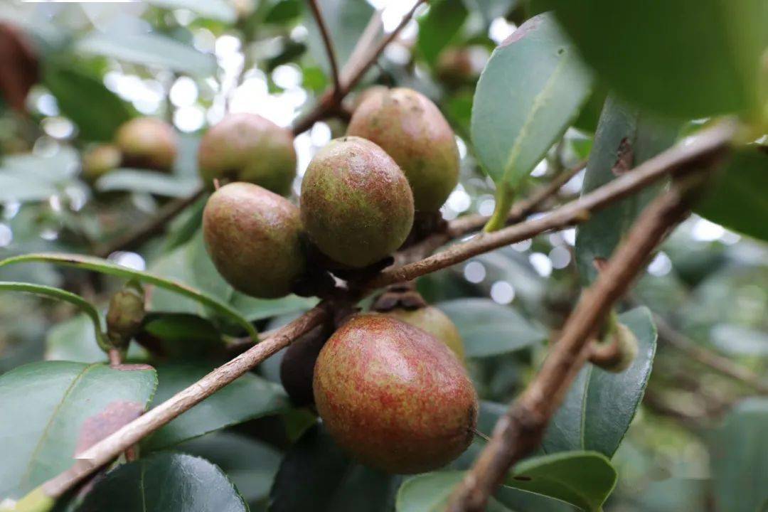 环江这里荒山变"金山",万亩油茶树硕果累累