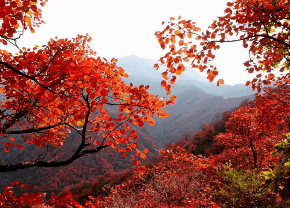 与家人徒步踏秋赏河南嵩山最美红叶!_景区