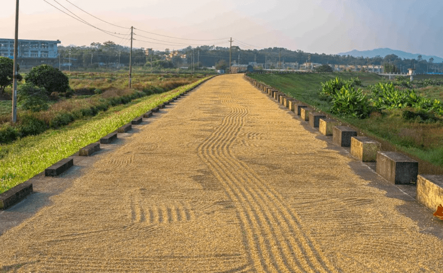 鳌头镇凤岐村的香水柠檬