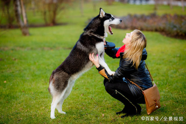 气味|狗狗不让你摸爪子，蕴含着这些深意！