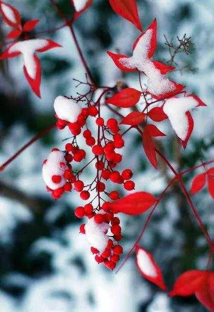 立冬:最美的雪绒花_来源