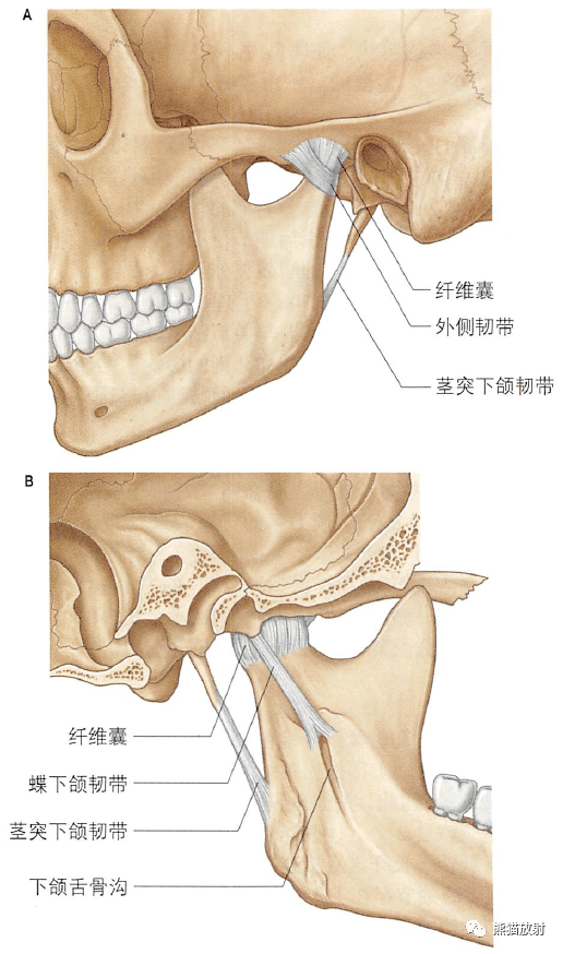 下颌关节各结构位置关系的变化咬肌和颞肌翼腭窝上颌神经与下颌神经翼