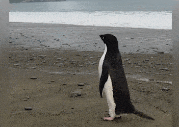 小企鹅"远征"3000公里到新西兰,当地人:还以为是玩具