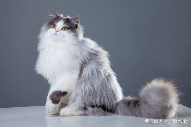 猫咪有着“猫中贵族”之称的波斯猫，为什么越来越少人养？