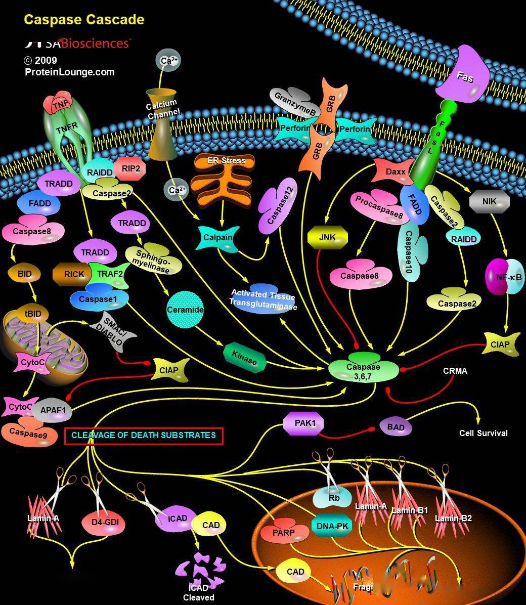 细胞信号通路详解之caspase信号通路