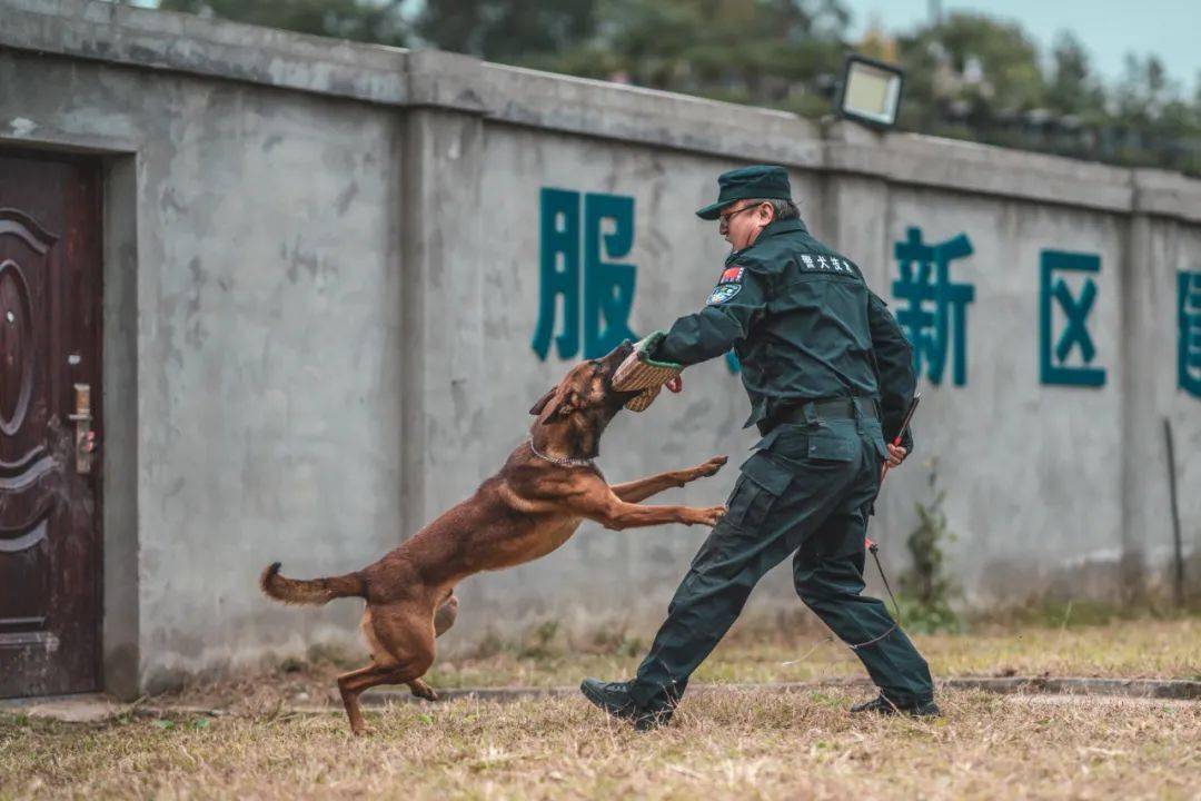 探秘天府新区"特殊部队"_警犬基地