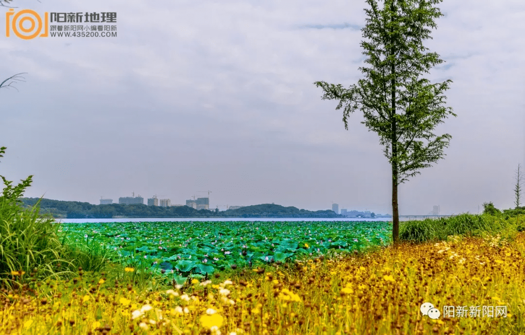 建设地点:阳新县莲花湖国家湿地公园.