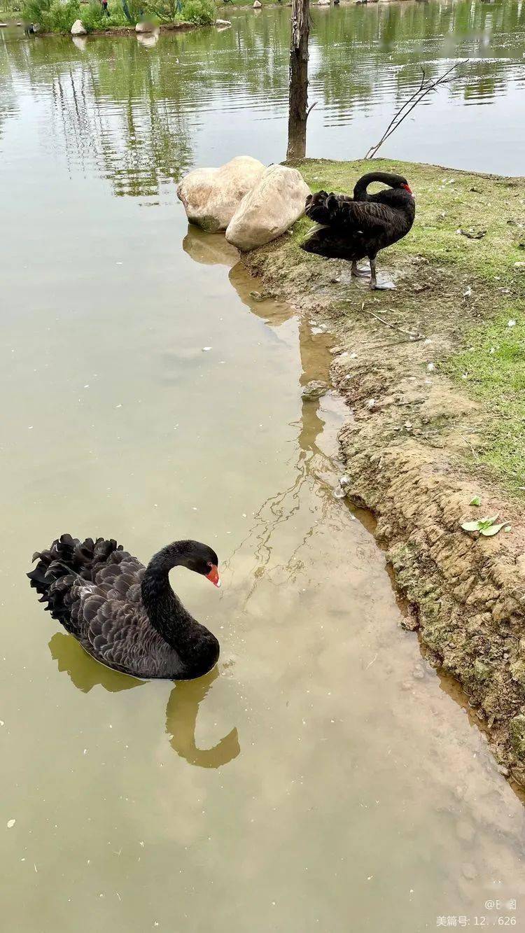 天鹅湖伊河湿地游园掠影