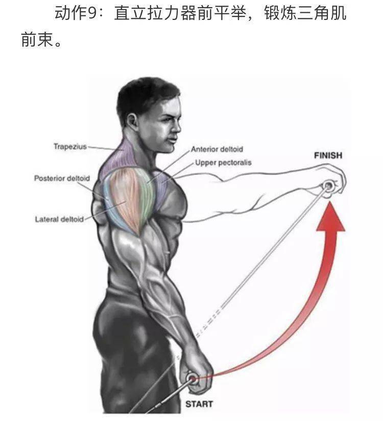 9个经典肩膀训练动作图解,让你的肩膀再宽5厘米_哑铃