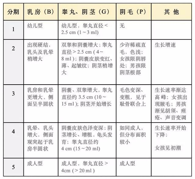 乐乐乳房出现硬结,乳头及乳晕稍增大,无阴毛,性发育tanner分期属于b2