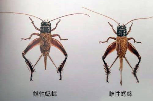 蟋蟀的常见品种