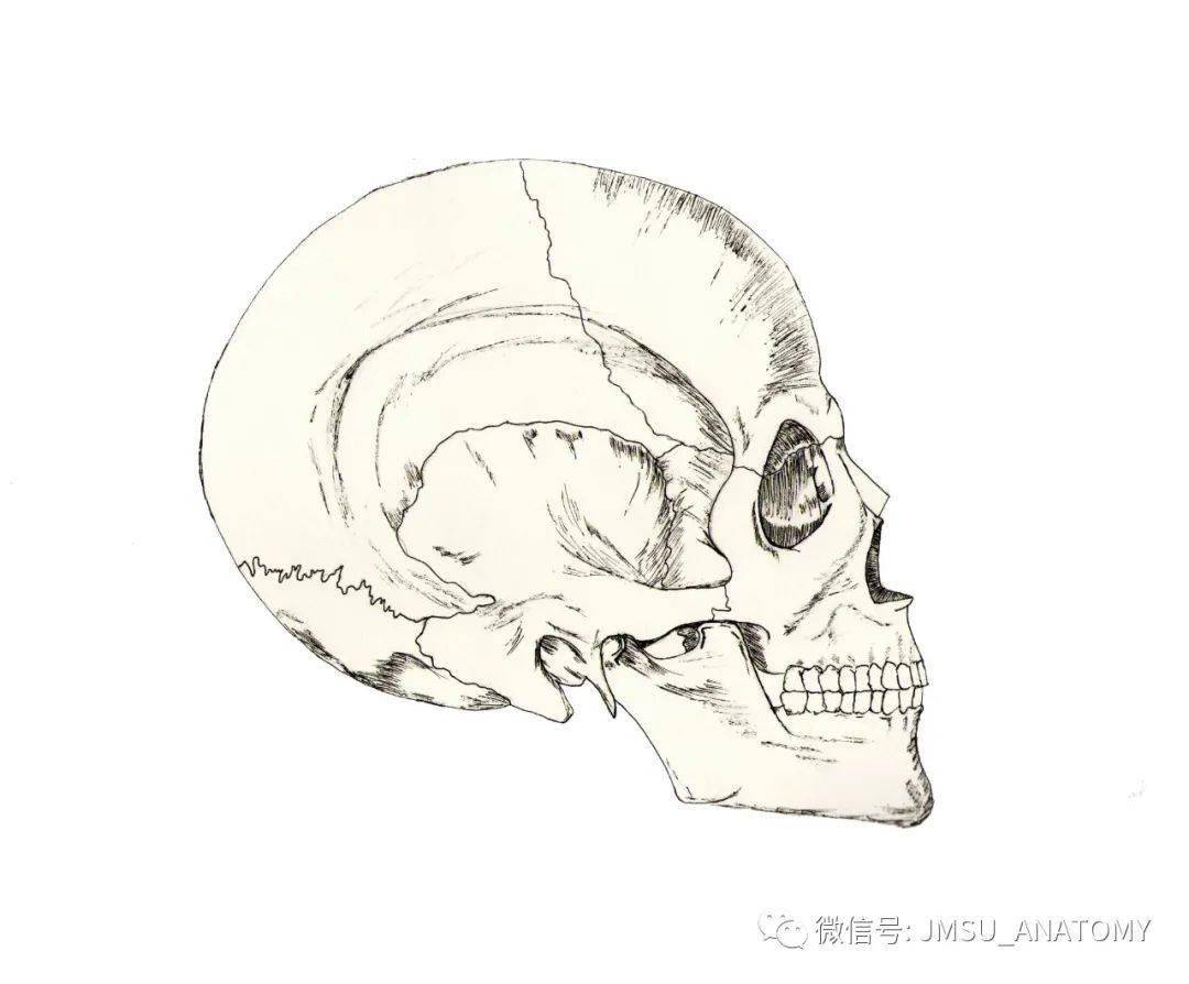 第八届人体解剖学绘图比赛获奖名单及部分作品展示