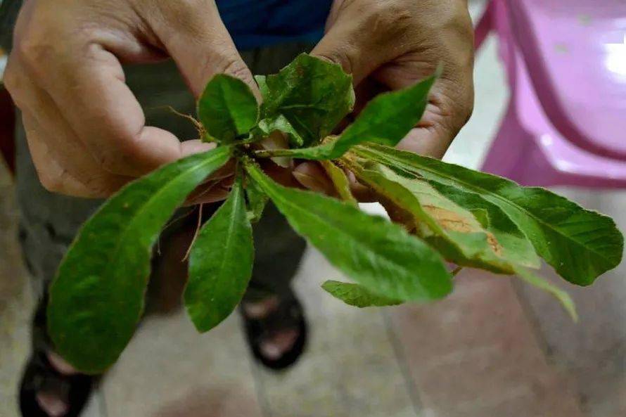 茎圆柱形,粗2～3毫米,多剪断,断面中空,茎生叶少而小.