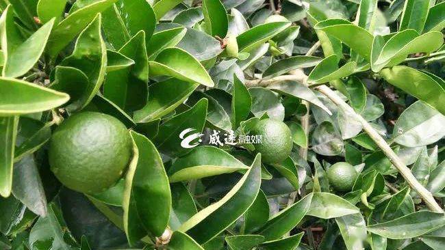 威远这种苦果子,竟然成了当地的摇钱树_枳壳_园区_种植
