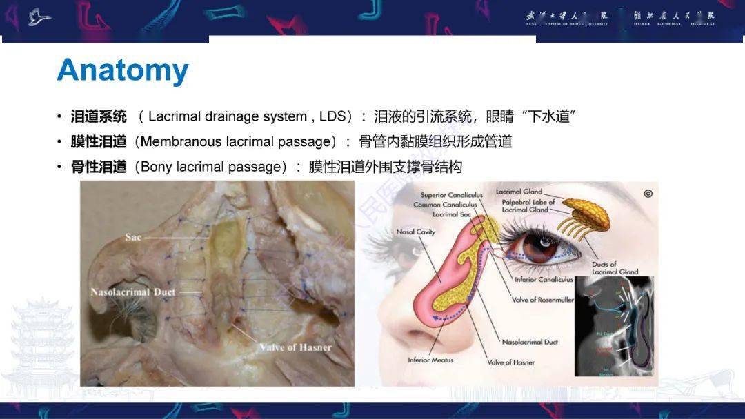 泪道病变影像诊断_全网_解剖图_系统