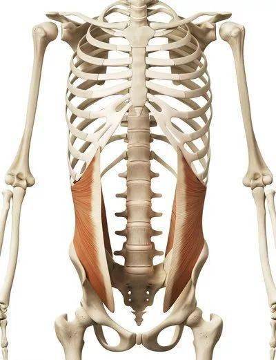 止点:第十~十二肋骨下缘,前部移行为腱膜,参与形成腹直肌鞘前,后层和