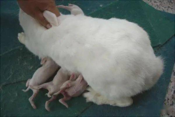 兔子怀孕的症状是什么?_母兔_胚胎_体重