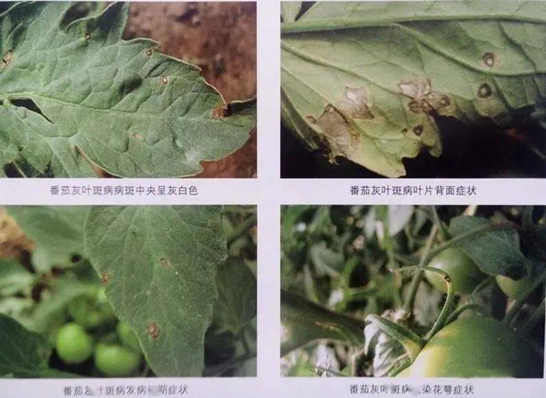 二,细菌性病害1,细菌性病害症状:(1)叶片上病斑无霉状物或粉状物,而且