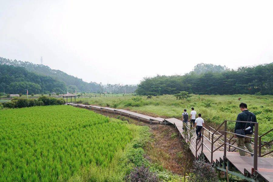 靓博罗这个村成自驾游客新目的地