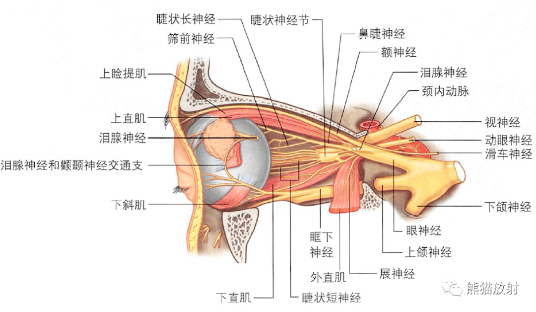 解剖丨眼眶眼球