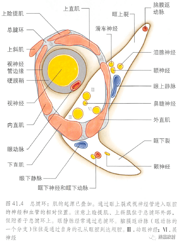 矢状切面)眶筋膜眼外肌眼动脉眼静脉及神经眶腔的神经视觉通路示意图