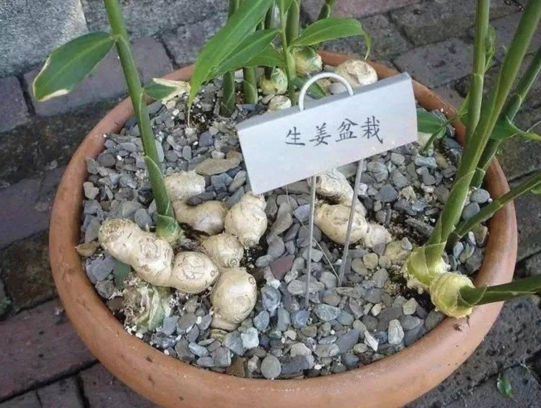 阳台盆栽的姜一年比一年收获多我的一桶姜山指日可待