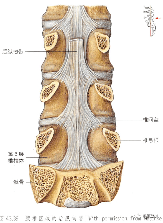 解剖丨脊柱椎体椎间盘韧带