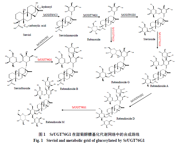 3-β d-葡萄糖苷键的形成,因此选择双糖苷甜菊双糖苷(steviolbios