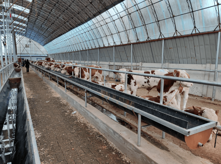 养40头牛建牛舍只需2万养殖户下半年大干一场