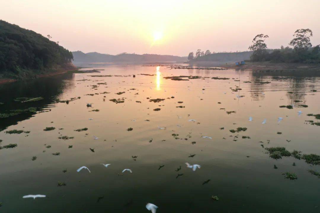 博白江宁千鹤岛可观万鹭归巢奇景