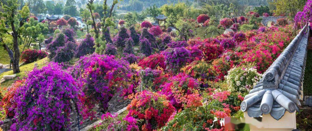 3000亩花海红红火火花都宝藏级植物园开放预约