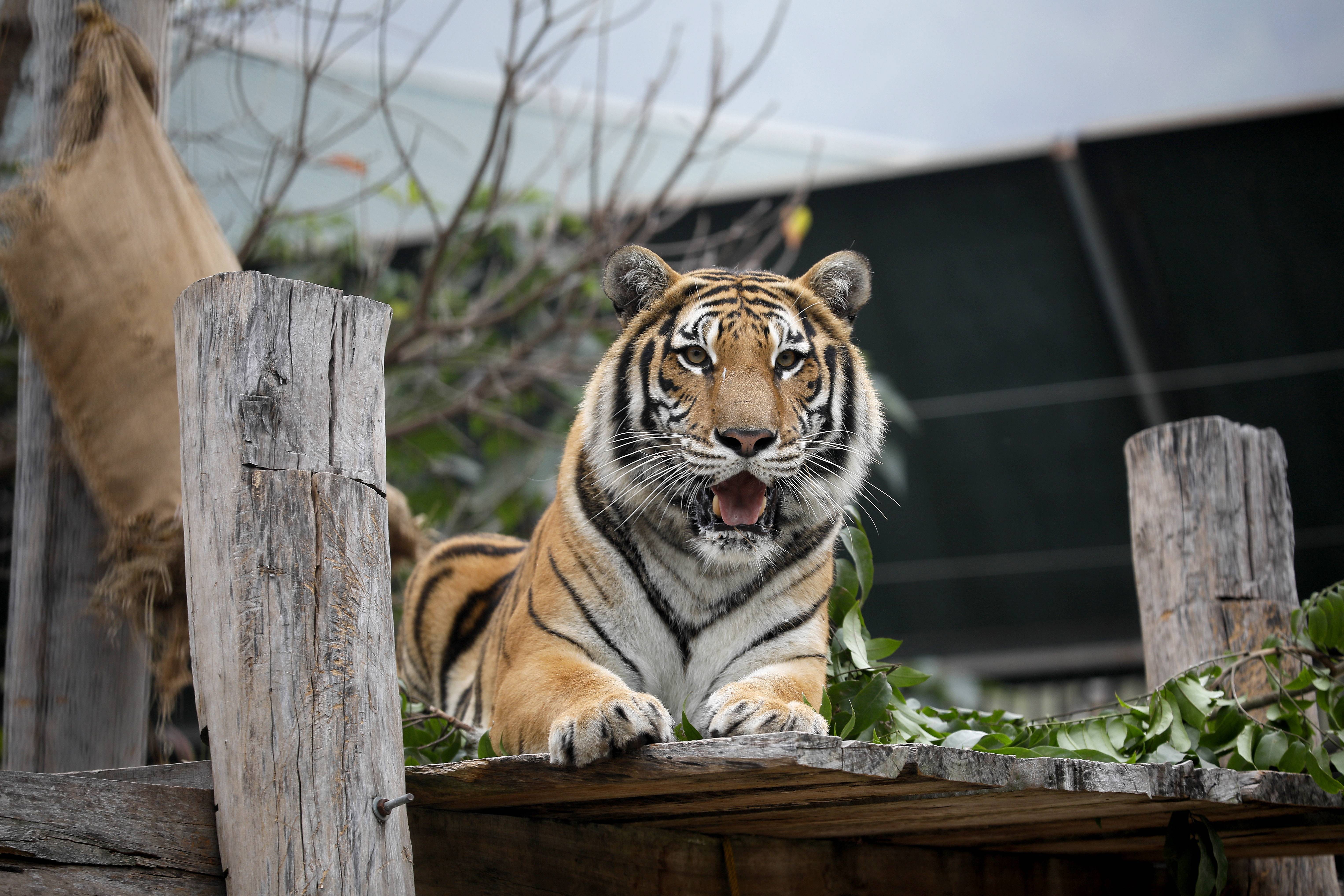 河内野生动物救助中心的老虎