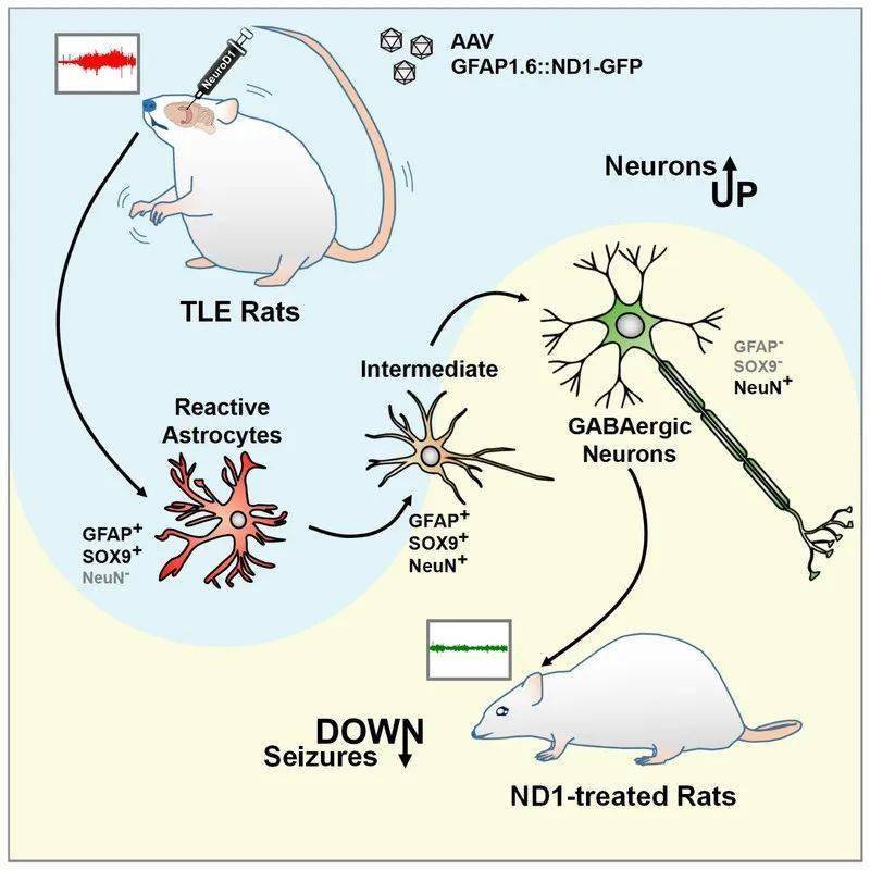 该研究将神经再生型基因疗法运用在了在大鼠颞叶癫痫模型上,将海马脑