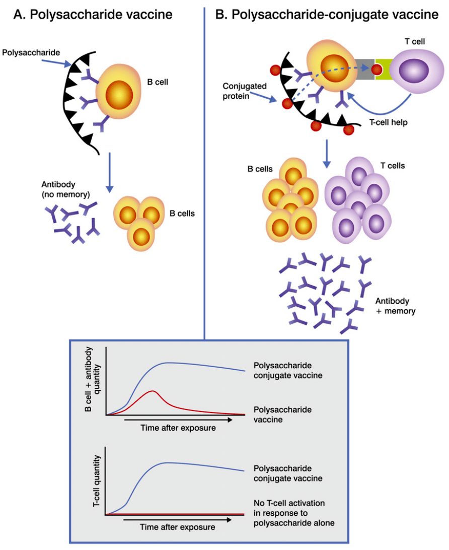 用于"生物偶联物(bioconjugates),即荚膜多糖-载体蛋白复合体"的制造