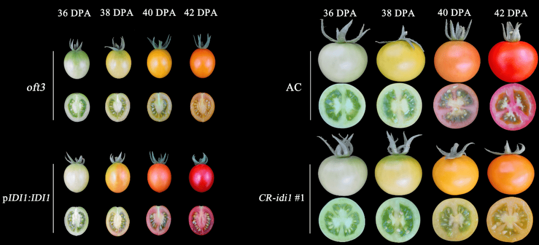 crispr/cas9 敲除和转基因互补实验验证了 slidi1是番茄果实类胡萝卜