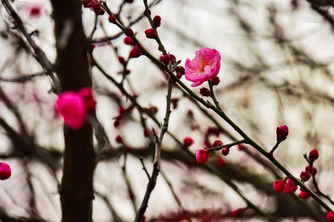 朵朵梅花点缀枝头,迎接春天的到来!梅花报春