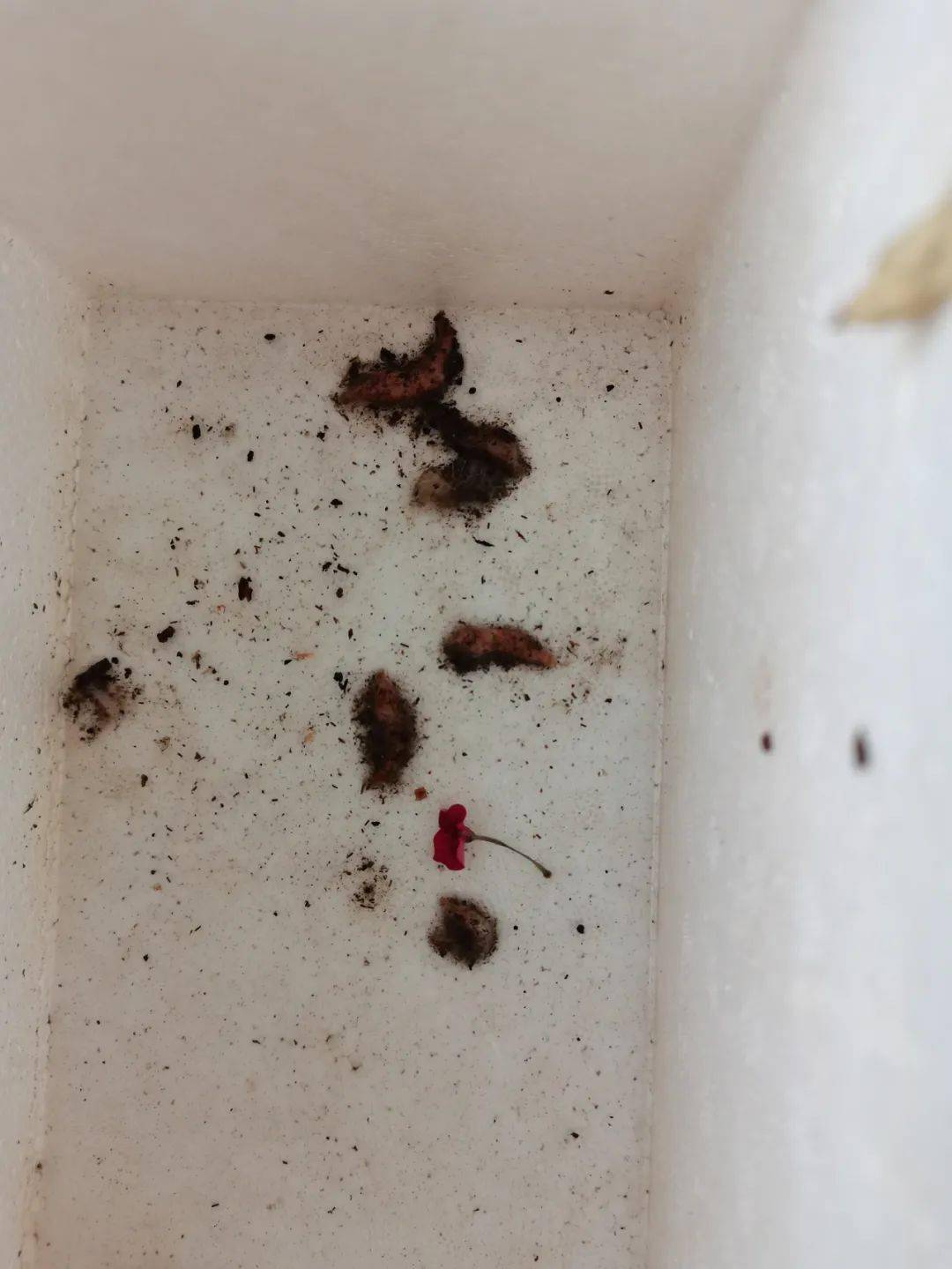 资深警察谈流掉中最辛苦中国人事件的大量细节