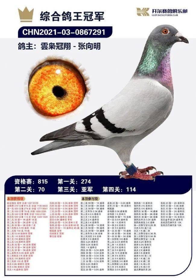 的这羽1028号小灰,真是一块"美玉",180公里最大羽数的比赛入围百强
