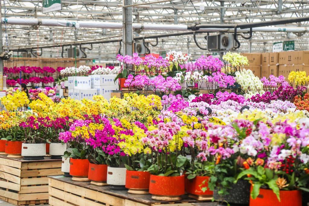 据了解,双桥花卉市场是郑州市最大的花卉市场,鲜花品