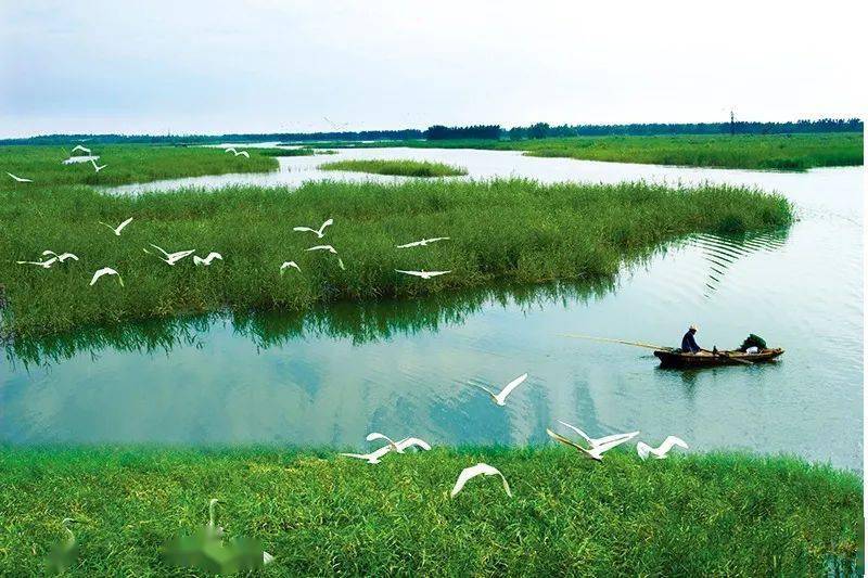 【央媒聚焦】千年"沛泽"的现代模样_沛县_湿地_建设