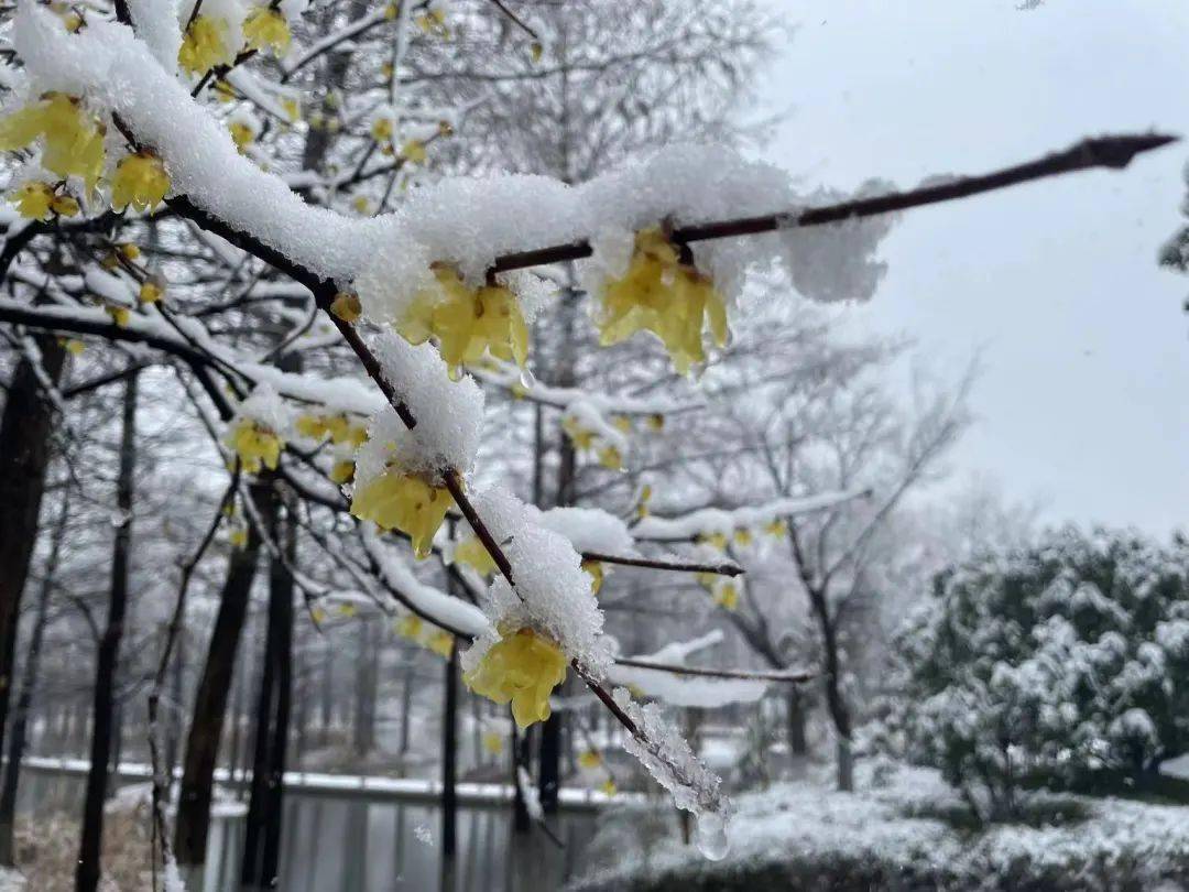 瑞雪兆丰年喜迎虎年春
