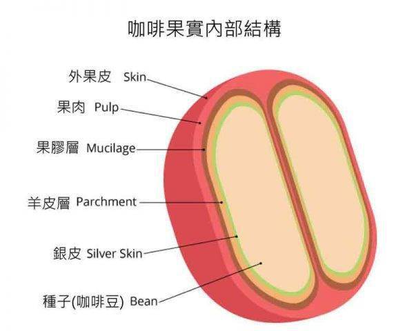 采摘后,我们就得到了咖啡果实,下图是一张咖啡结构图,我们喝到的咖啡