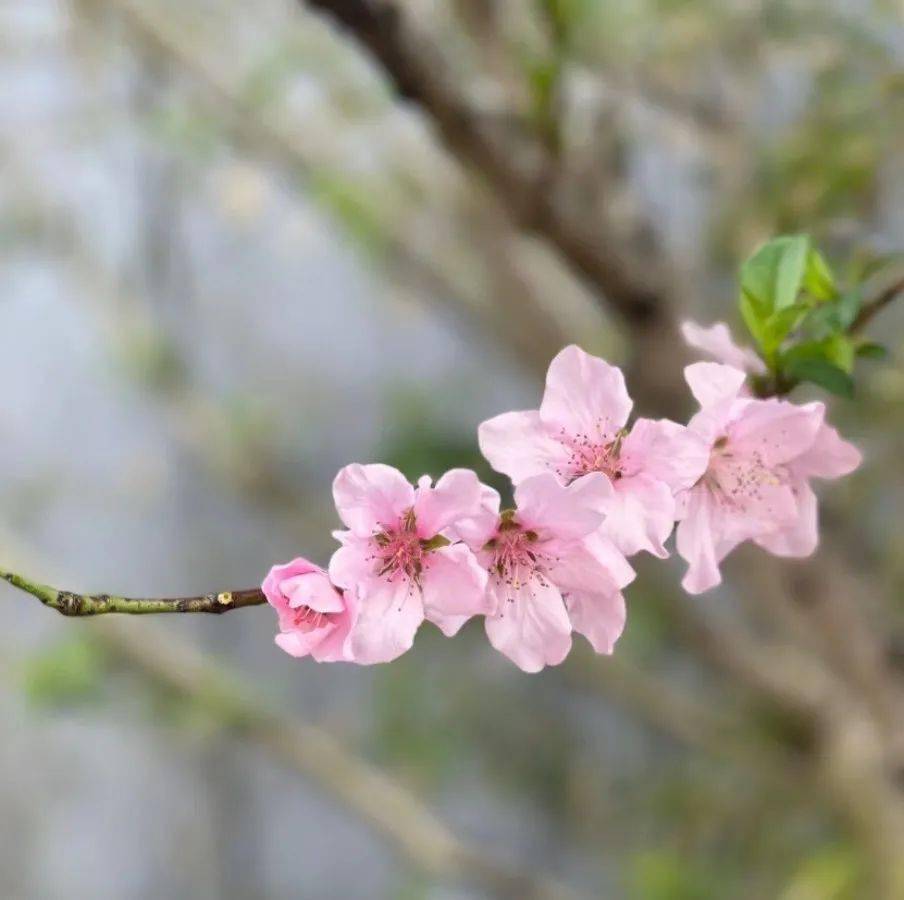 福州世遗林,开花啦～_施烁_梁厝_樱花