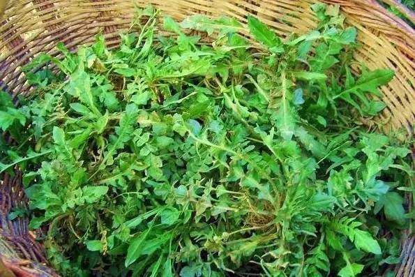荠菜,苦菜,蒲公英