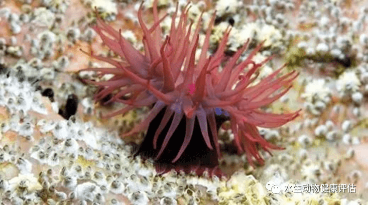 海洋科普1660等指海葵