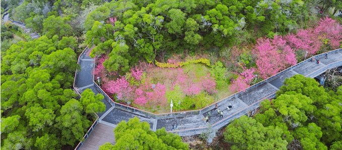 打卡樱花林,让一年的美好"樱"你而来!_岗山_公园_石磊磊