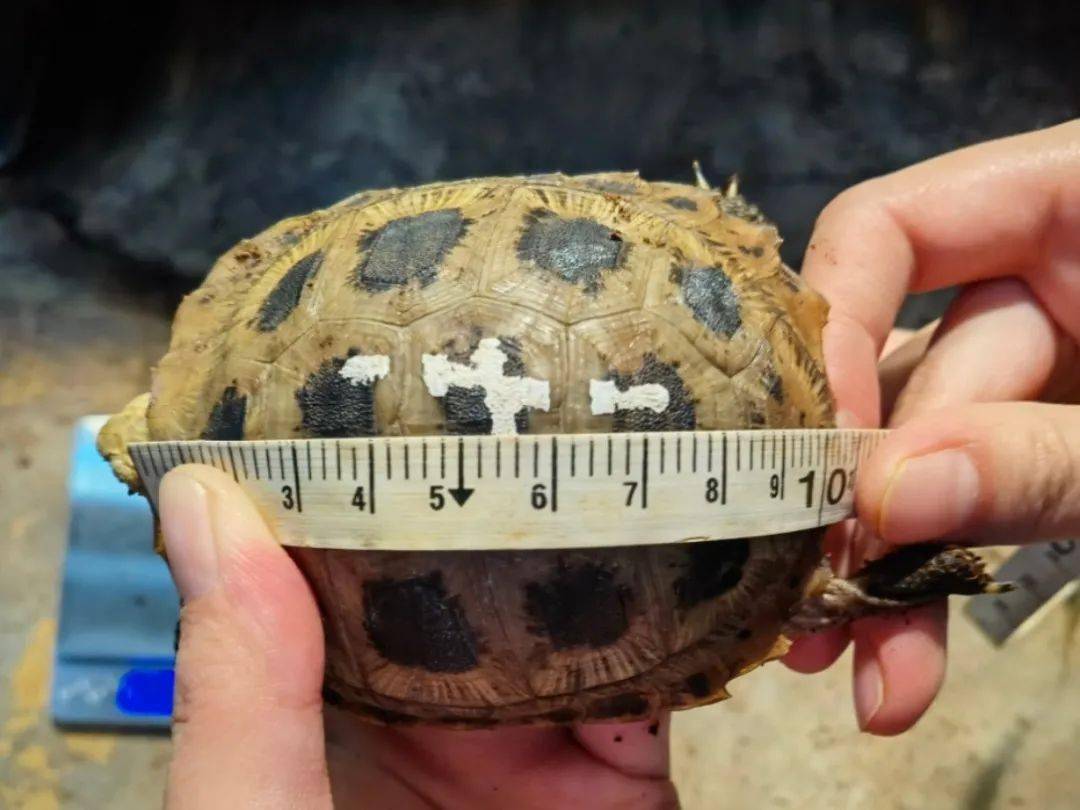 干饭的力量经过一年成长,缅甸陆龟的幼龟们肉眼可见明显长大了一圈