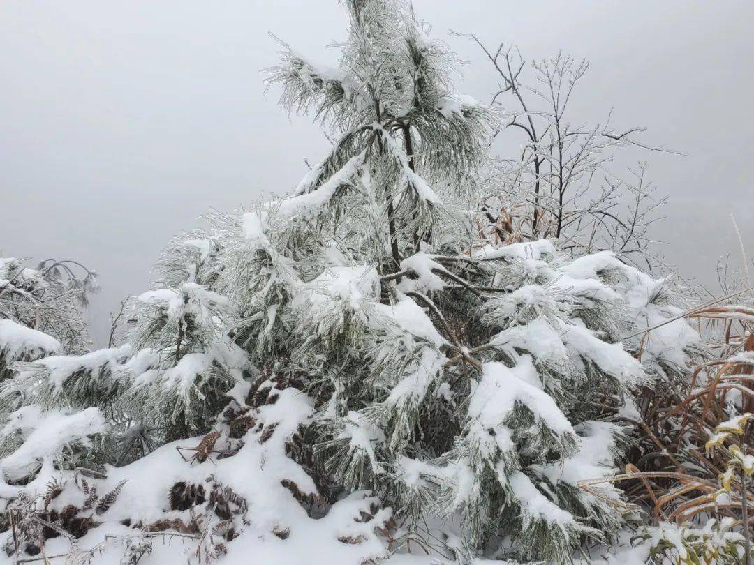 桂林雪景惊艳全国!_龙胜县_黄花岭_全州