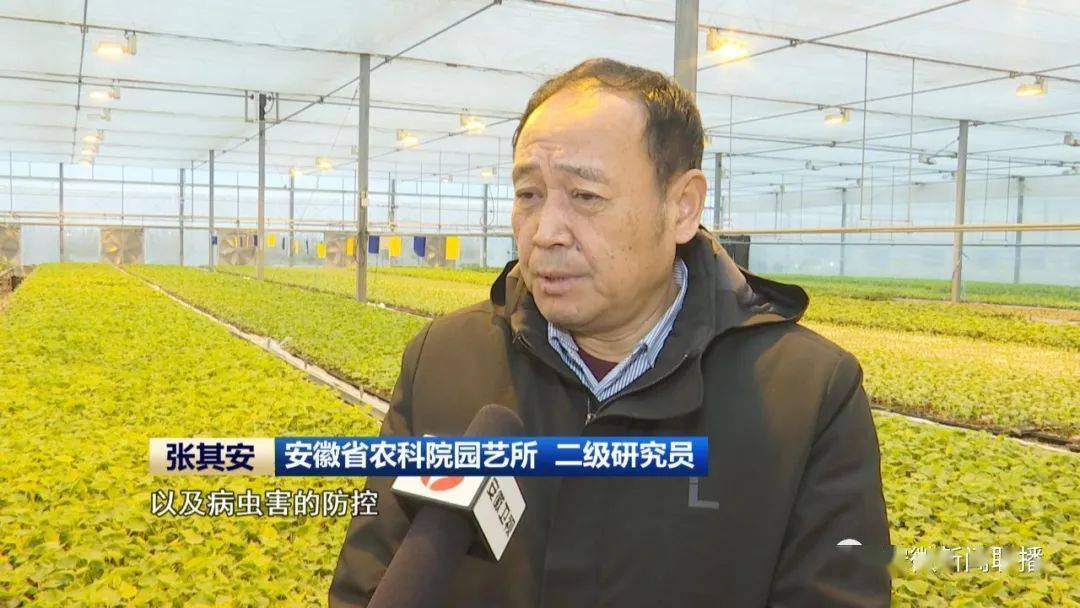 安徽:科技特派员助力强农兴农_服务_和县_张其安