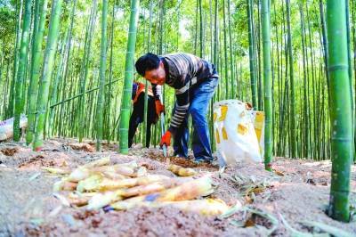 南京高淳:春笋喜获丰收_竹笋_段仁虎_园竹